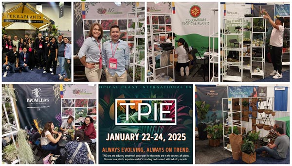 Plantas Tropicales de la Florida