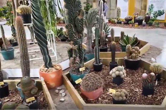 Primera Exposición de Cactus y Suculentas: Geometría Viva