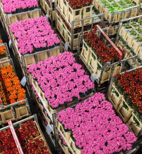 Plants being traded in larger volumes