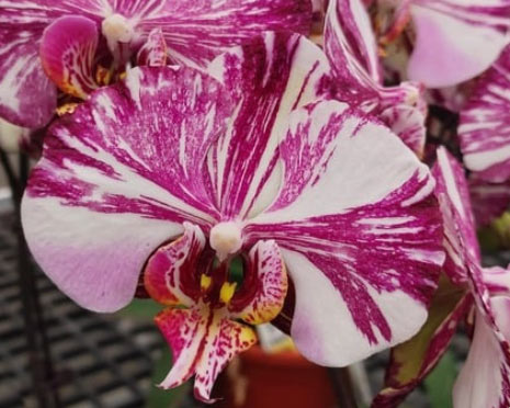 Orquídeas de Sogo Orchids