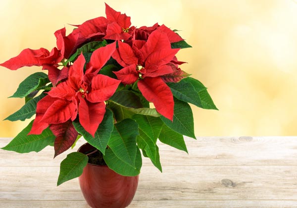 Una hermosa poinsettia roja