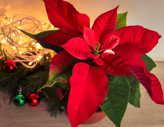 Una hermosa poinsettia roja