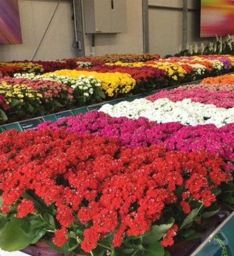 Plantas ornamentales colombianas