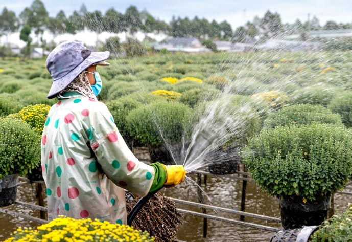Un viverista regando sus plantas
