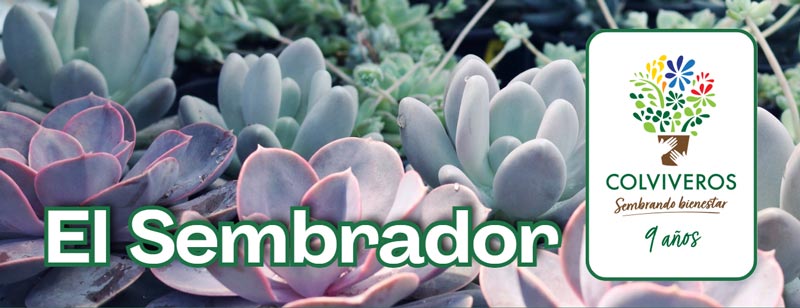 El Sembrador - Bolet&iacute;n electr&oacute;nico de Colviveros