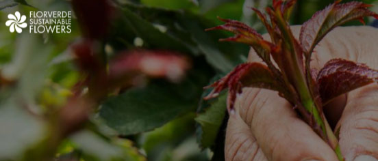 Florverde