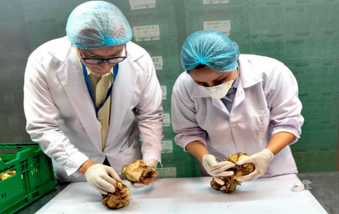 Per&uacute; abre Mercado de Amarylis en EE.UU.