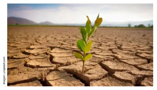 Una planta sobreviviendo en un terreno seco