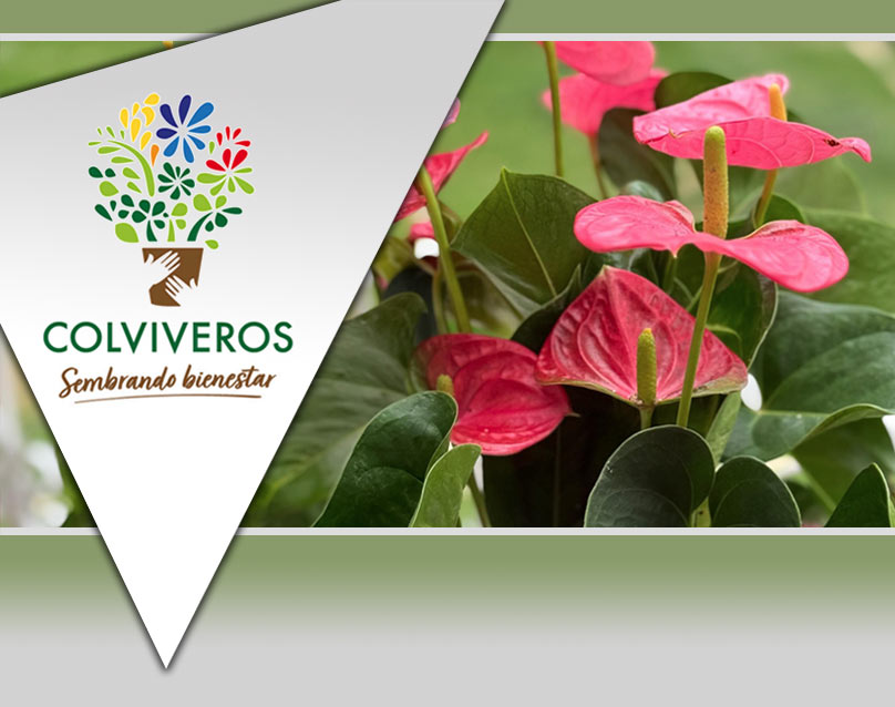 Colviveros: Viveristas y Produtores de Ornamentales