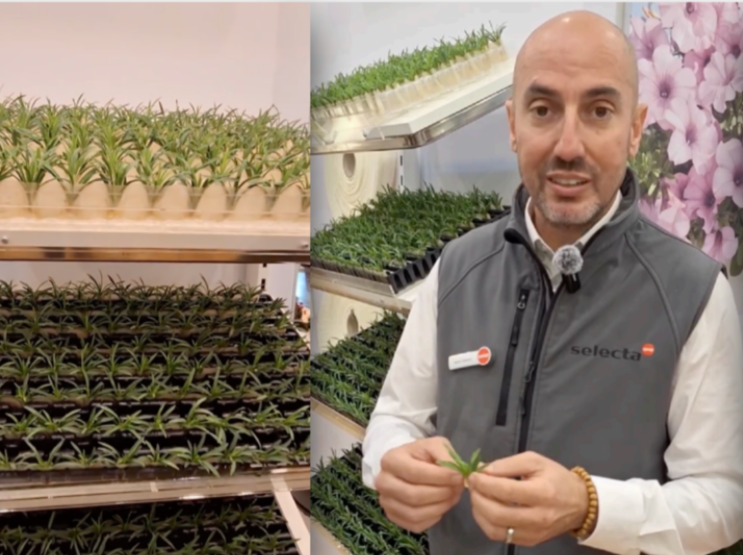 Enraizamiento de esquejes